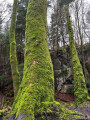 Mossy Tree Trunks, Black Rocks, Derbyshire